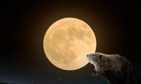 Full 'Beaver Moon' About to Grace the Night Sky Late November—Here's What You Need to Know