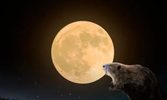 Full ‘Beaver Moon’ About to Grace the Night Sky Late November—Here’s What You Need to Know