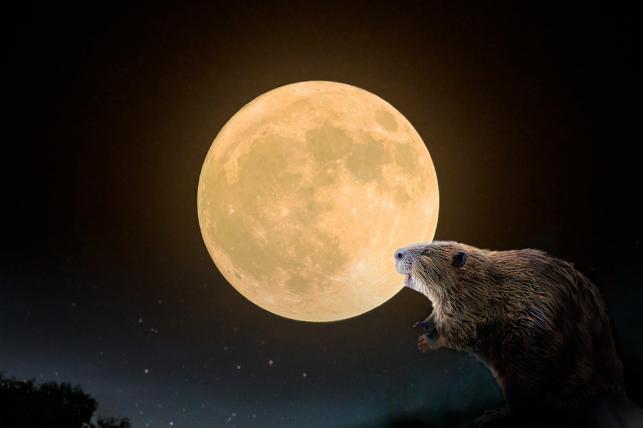 Is there a full moon tonight? How to see the beaver moon