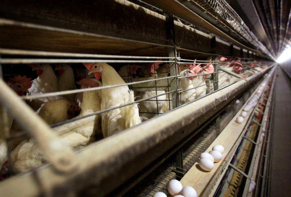 Chickens stand in their cage at the Rose Acre Farms near Stuart, Iowa on Nov. 16, 2009. (Charlie Neibergall/AP Photo)