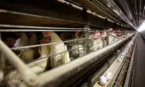 US Egg Producers Conspired to Fix Prices From 2004 to 2008, Federal Jury Rules