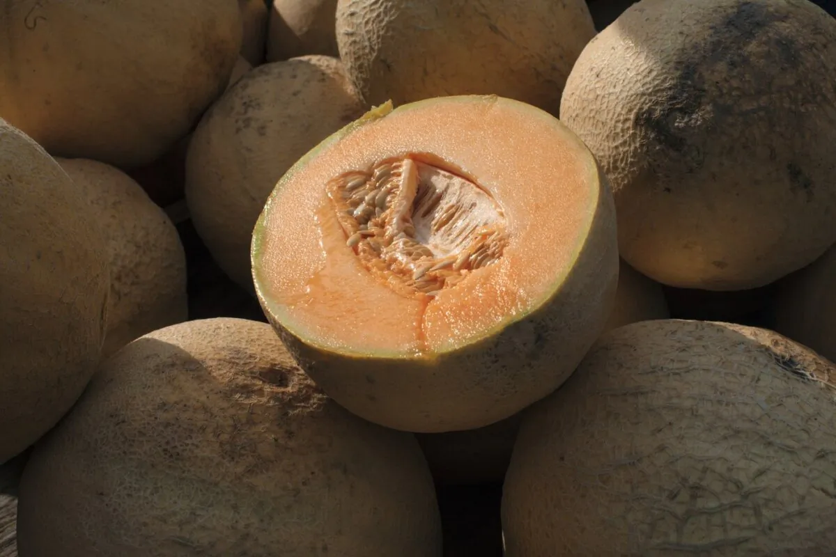 Cantaloupes are displayed for sale in Virginia on July 28, 2017. (The Canadian Press/AP-J. Scott Applewhite)