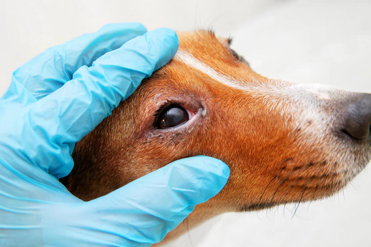 Take your pet in for treatment if it has red or puffy eyes. (Alexandr Jitarev/Shutterstock)