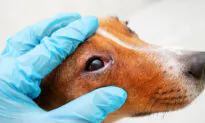 See Veterinarian for Pet’s Red or Cloudy Eye