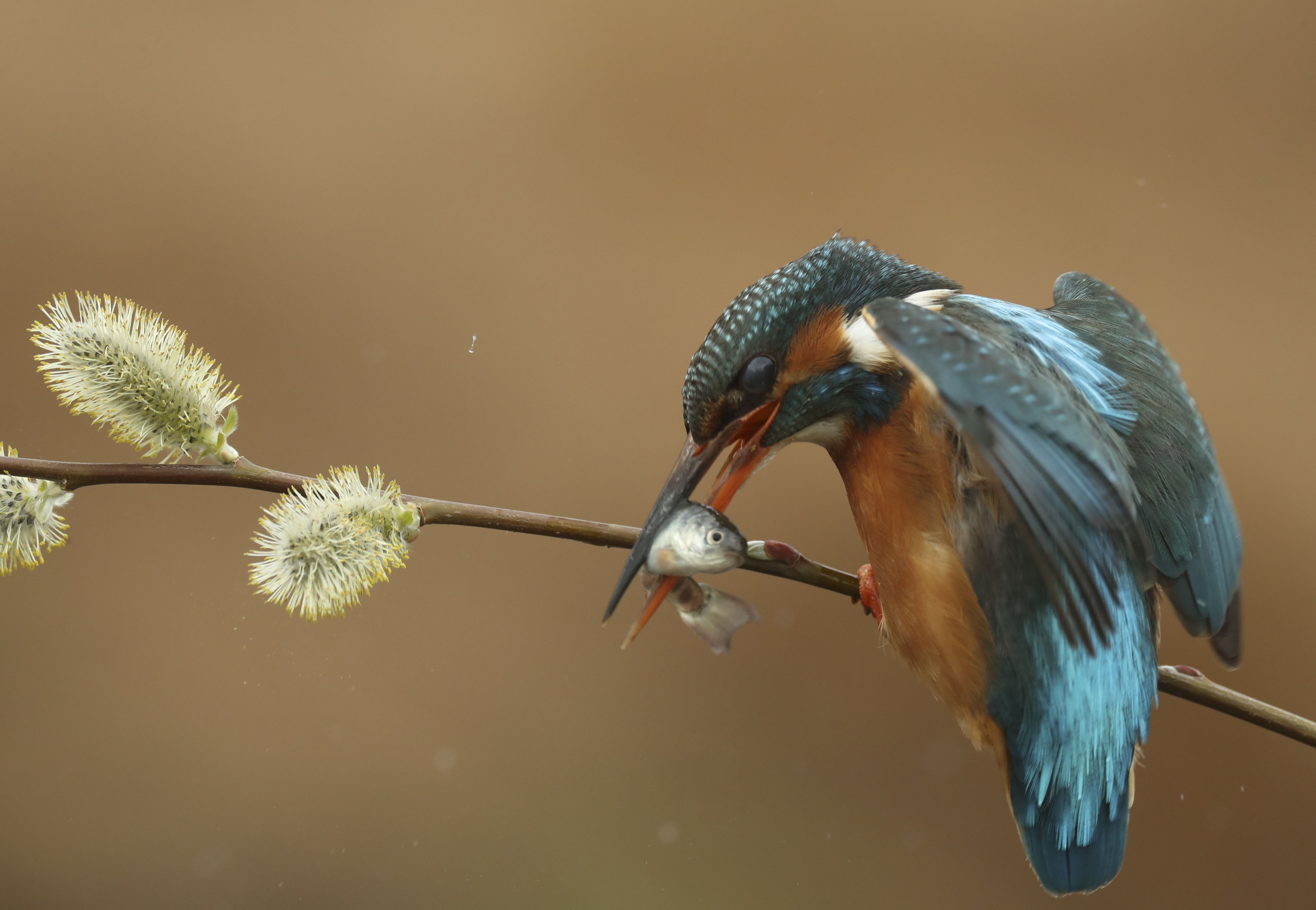 Watch Making a KingFisher Bird Lure Video on