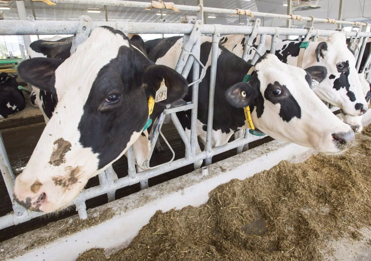 Dairy cows are seen at a farm in Sainte-Marie-Madelaine, Quebec, on Aug. 31, 2018. (The Canadian Press/Ryan Remiorz)