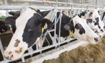 Ng Says Panel Rules ‘Clearly in Favour of Canada’ in Dairy Imports Dispute With US