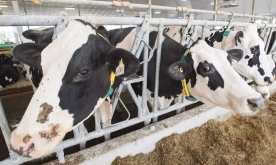 Ng Says Panel Rules ‘Clearly in Favour of Canada’ in Dairy Imports Dispute With US