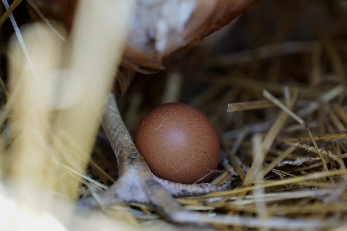 A hen stands next to an egg at a farm in Glenview, Ill., on Jan. 10, 2023. (Erin Hooley/AP Photo)