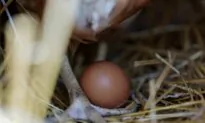 Bird Flu Still Taking Toll on Industry as 1.35 Million Chickens Are Being Killed on Ohio Egg Farm