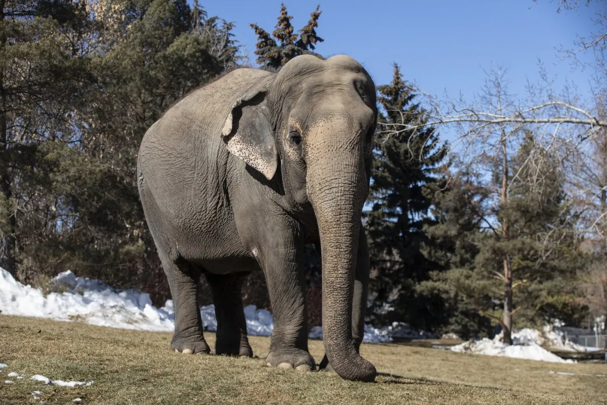 Lucy the elephant at the Edmonton Valley Zoo, in Edmonton on Mar. 21, 2023. (The Canadian Press/Jason Franson)
