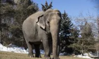 New Bill Seeks to Limit New Captivity of Elephants, Apes in Canada