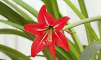 Amaryllis Provides Colorful Blooms All Winter and Beyond