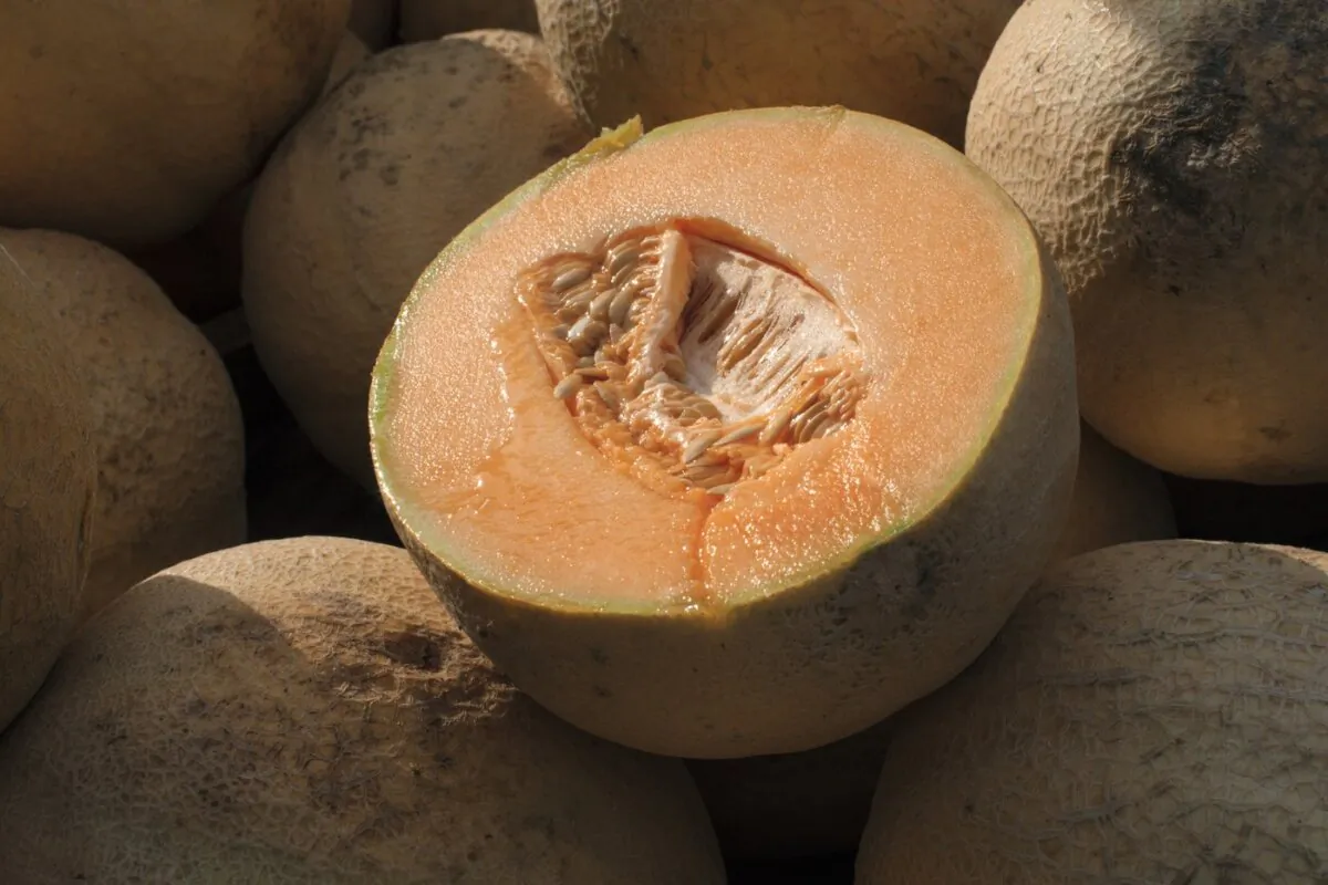 Cantaloupes are displayed for sale in Virginia on July 28, 2017. (The Canadian Press/AP/J. Scott Applewhite)