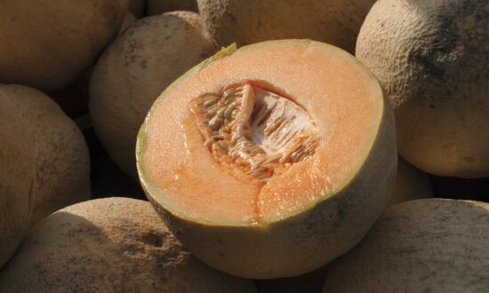 One Person Dead, 63 Confirmed Cases in Salmonella Outbreak Linked to Cantaloupe: PHAC