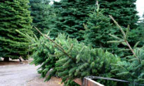 Finding the Perfect Christmas Tree