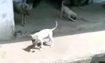 Mother Dog Takes Snacks to Her Puppies Instead of Eating Them Herself