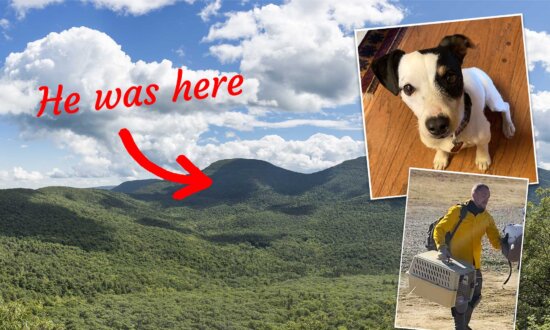 Loyal Dog Who Spent 10 Weeks Guarding Fallen Hiker’s Body Is Reunited With Family