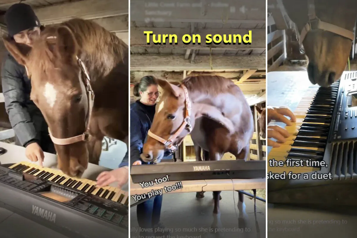 (Courtesy of Little Creek Farm and Sanctuary)