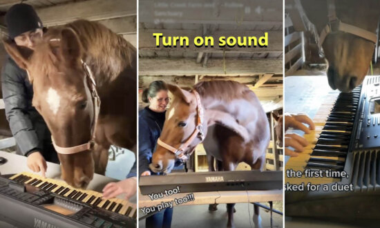 Rescue Horse Is Given Piano and Becomes Obsessed With It—Hear the Hilarious Melody She Composed