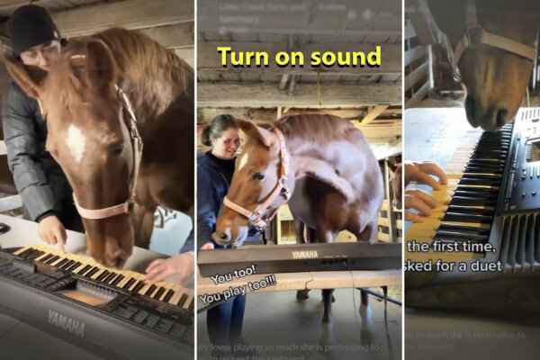 Rescue Horse Is Given Piano and Becomes Obsessed With It—Hear the Hilarious Melody She Composed