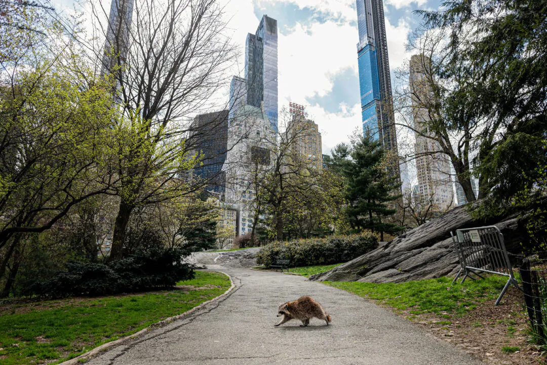 A racoon walks in almost deserted Central Park in Manhattan on April 16, 2020. (Johannes Eisele/AFP via Getty Images)