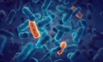 Malnutrition Another Cause of Antibiotic Resistance: Study