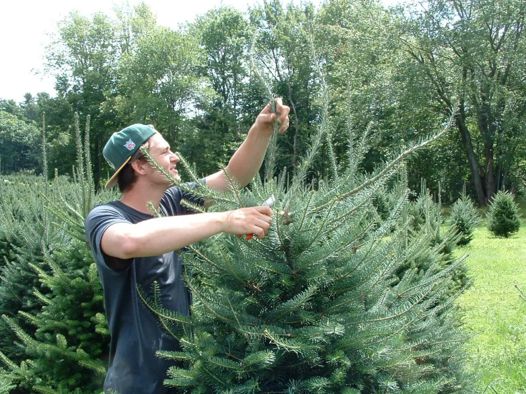 A man trims a tree ahead of the Christmas season at a Maine tree farm. (Courtesy of Maine Christmas Tree Association)