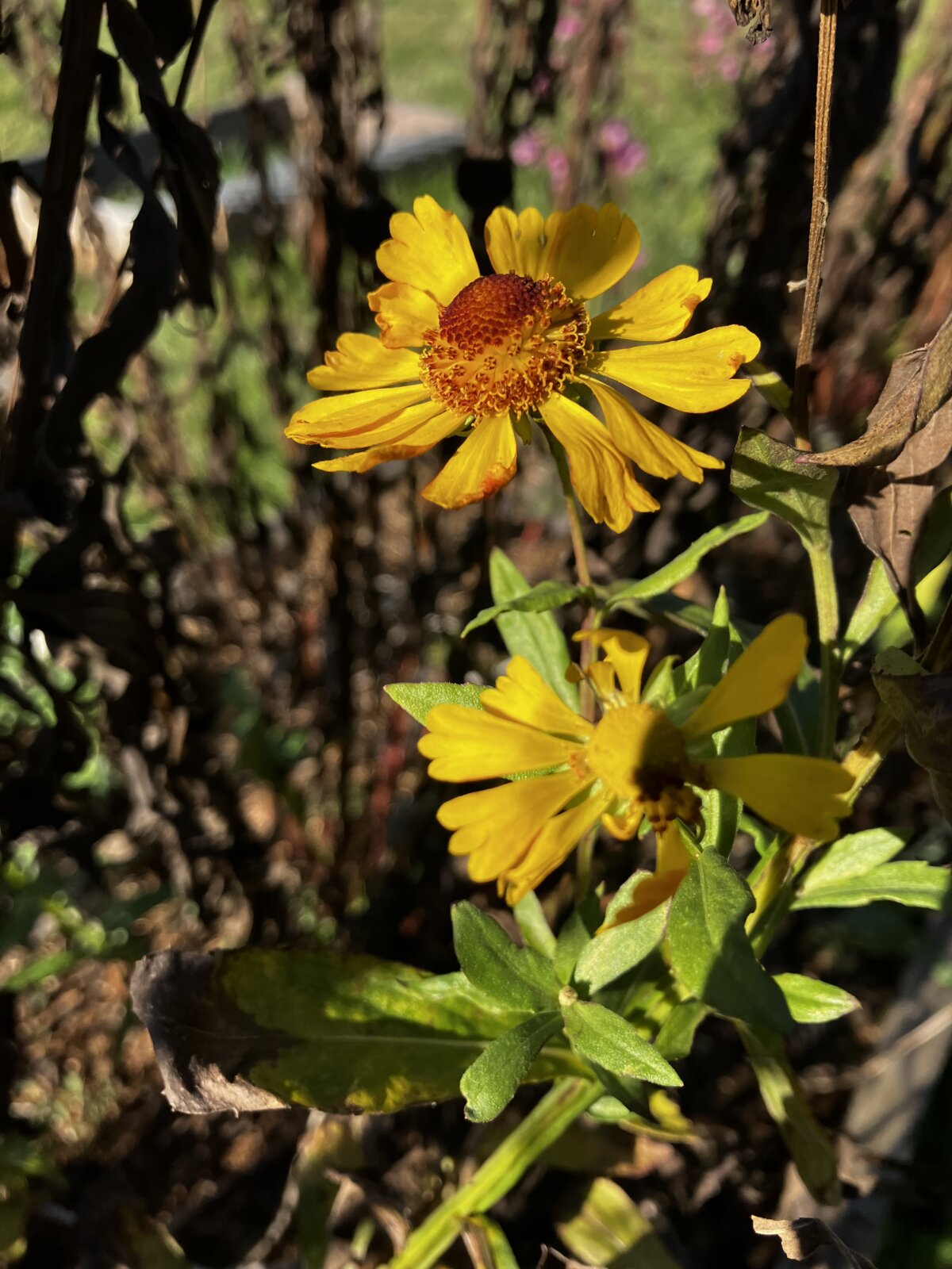 helenium blossoms