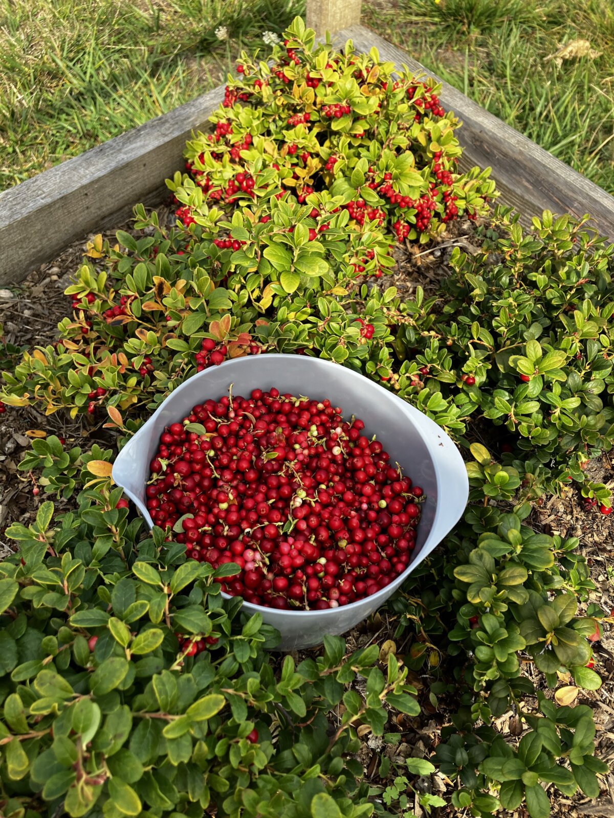bucket of lingonberries from garden