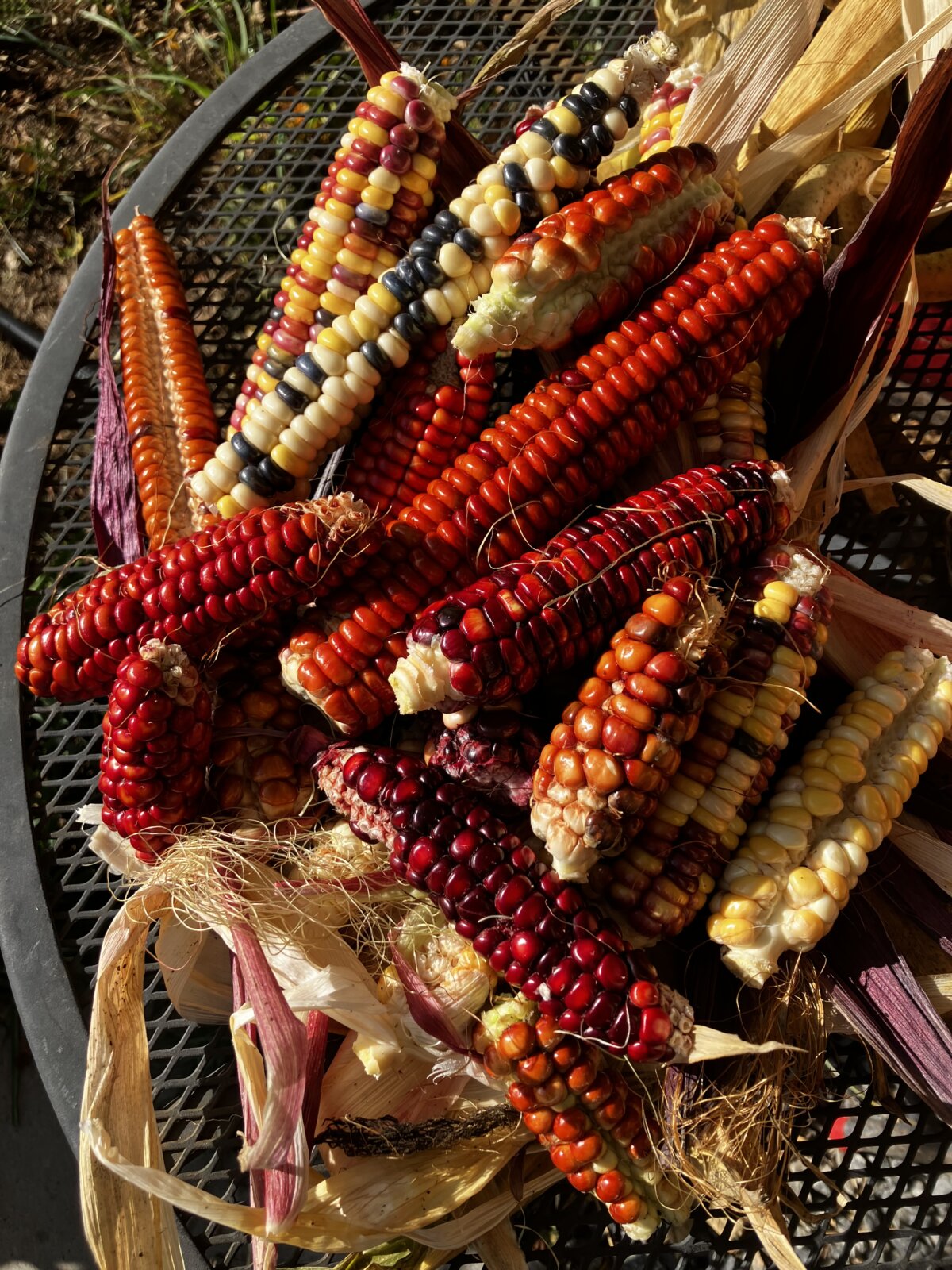 multicolored corn