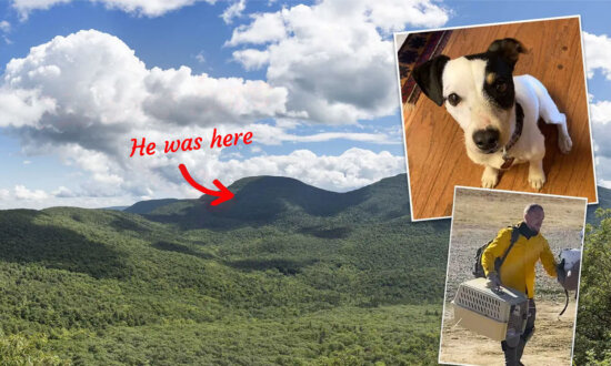 Loyal Dog Who Spent 10 Weeks Guarding Fallen Hiker's Body Is Reunited With Family