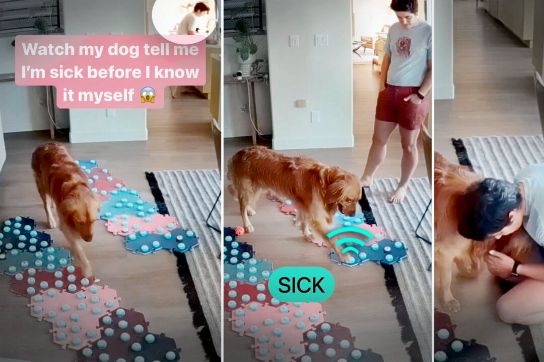 VIDEO Dog Uses Verbal Sound Buttons to Alert Owner She Is Sick—Hours