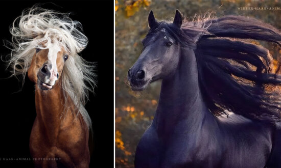 German Photographer Captures the Wild Beauty, Grace, and Elegance of Horses: PHOTOS