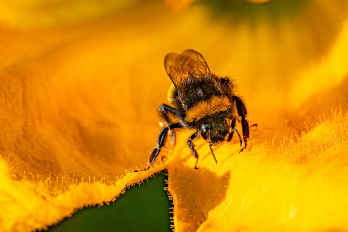 A bee collects pollen in the early morning sun and rests on the petal of a courgette plant flower in Bristol, England, in an undated file photo. (Ben Birchall/PA Wire)