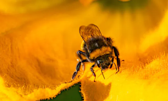 Minister Says UK Needs to Balance Food Security With Combating Insect Decline