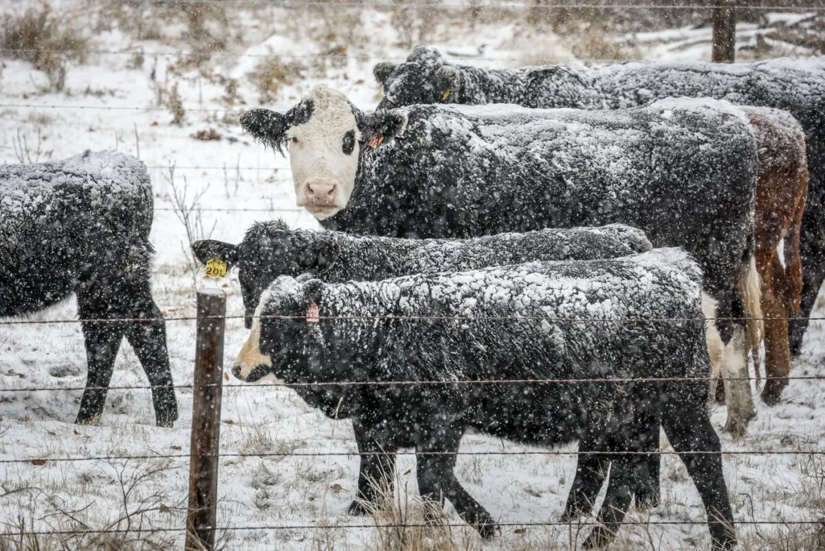 Snow-covered cattle stand in a pasture near Didsbury, Alta. on Oct. 23, 2023. (The Canadian Press/Jeff McIntosh)
