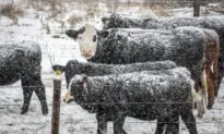 El Niño Brings a Warm Start to Winter, but That Could Change: Weather Network