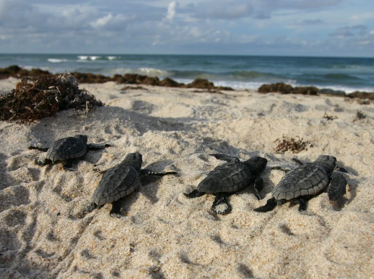 Loggerhead sea turtle hatchlings crawl toward the sea on a Florida beach. (Courtesy of FWC)