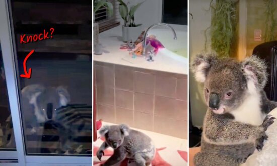 'Cutest Visitor Ever': Wild Koala Arrives at Family's Door, Stays for 15 Minutes, Even Sits on Bed