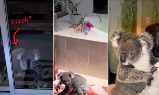 ‘Cutest Visitor Ever’: Wild Koala Arrives at Family’s Door, Stays for 15 Minutes, Even Sits on Bed
