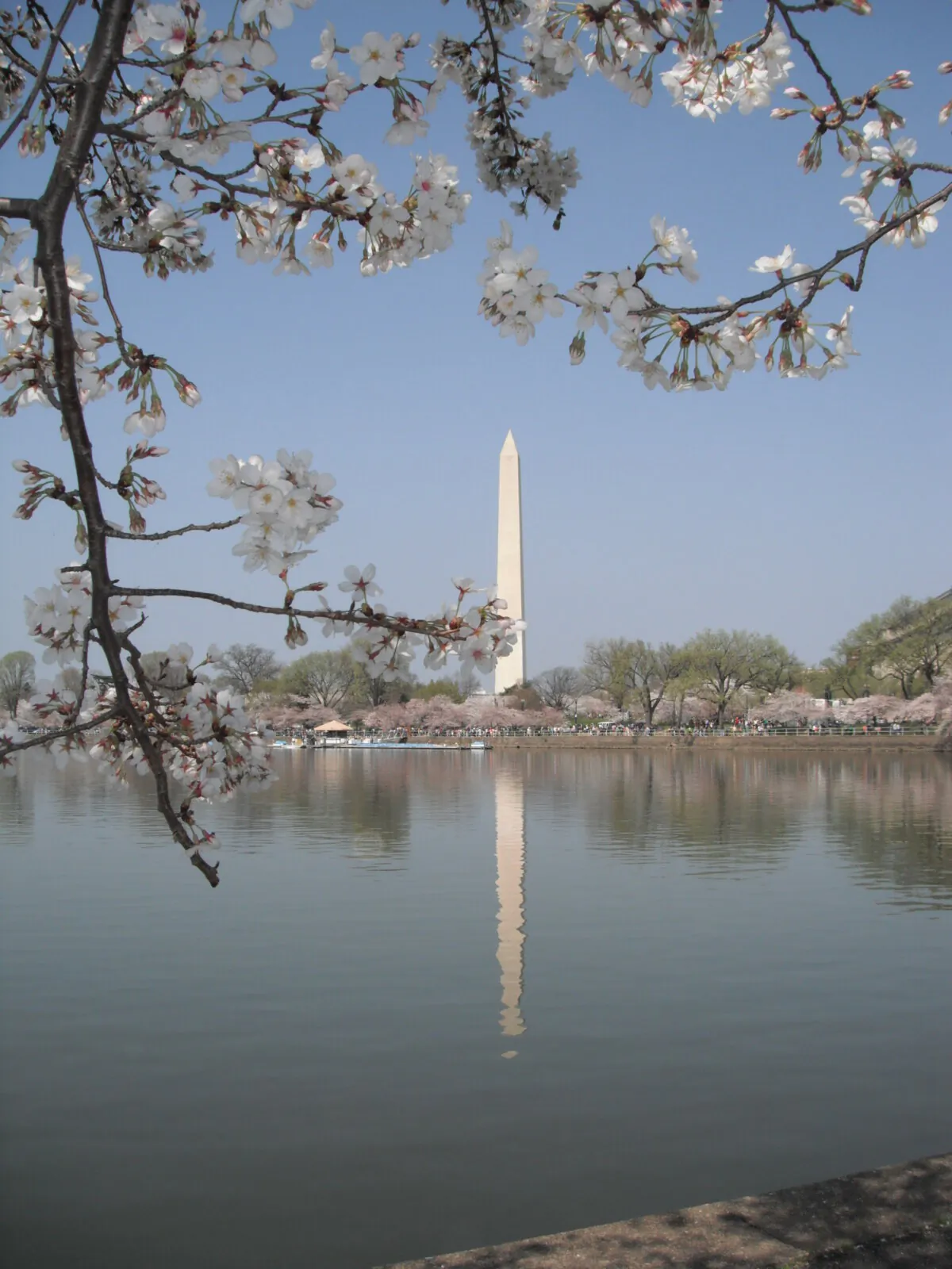 The Washington Monument as seen from across the Tidal Basin. (Courtesy of Lynn Topel)