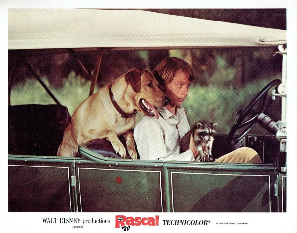 Sterling North (Bill Mumy), in “Rascal.” (Buena Vista Distribution)