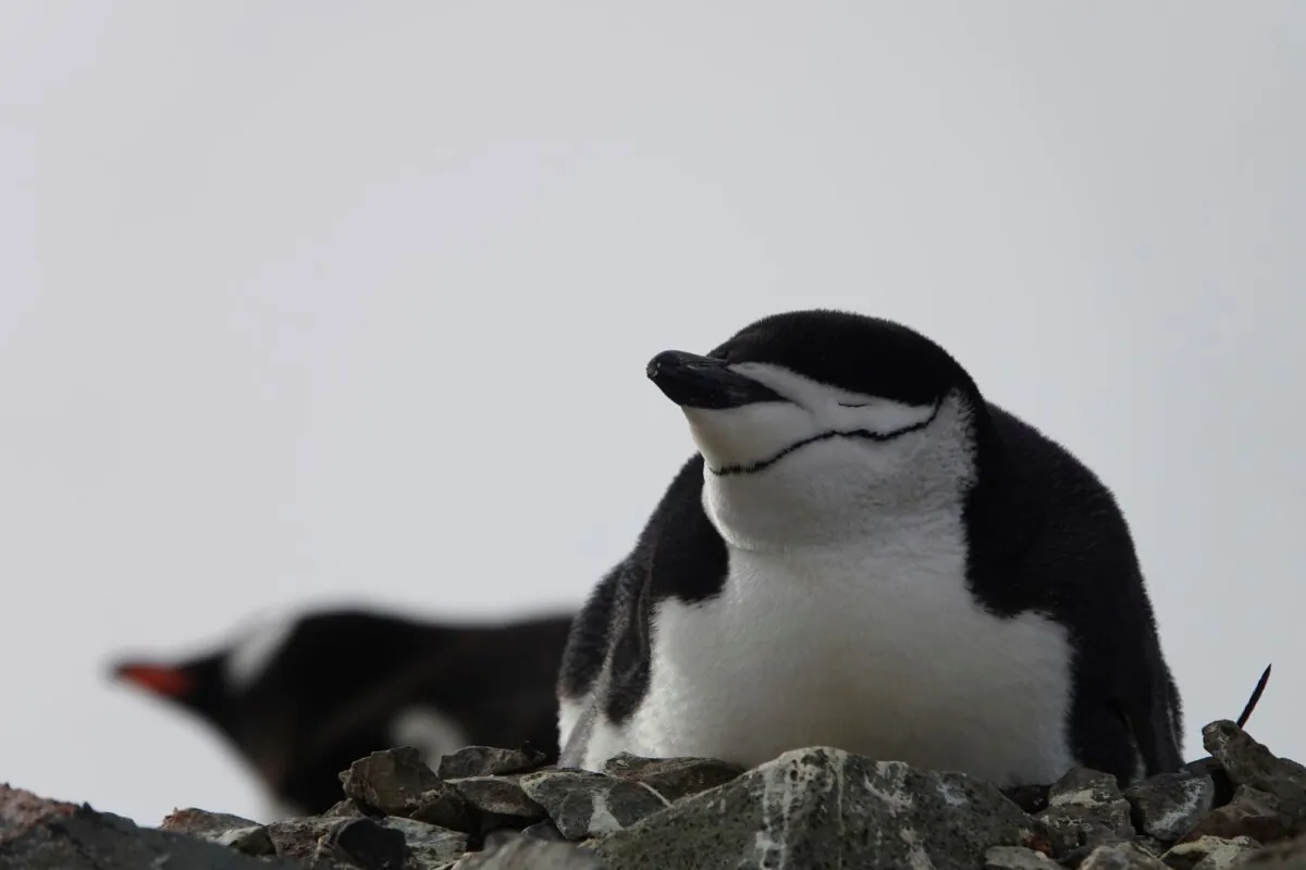Wild chinstrap penguins on King George Island, Antarctica. (Won Young Lee via AP)