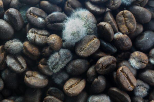 Mold growing on coffee beans(ageng martinu/Shutterstock)