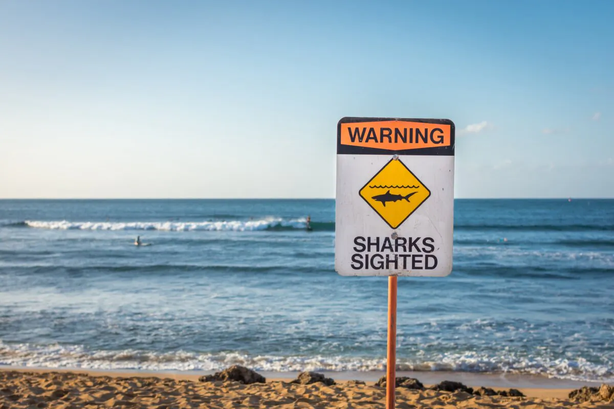 A warning sign indicating sharks have been sighted in the water at a beach in Hawaii in a file photo. (Nicholas Floyd/Shutterstock)