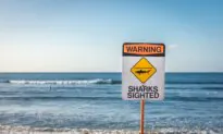 Surfer Dies After Shark ‘Encounter’ in Hawaii