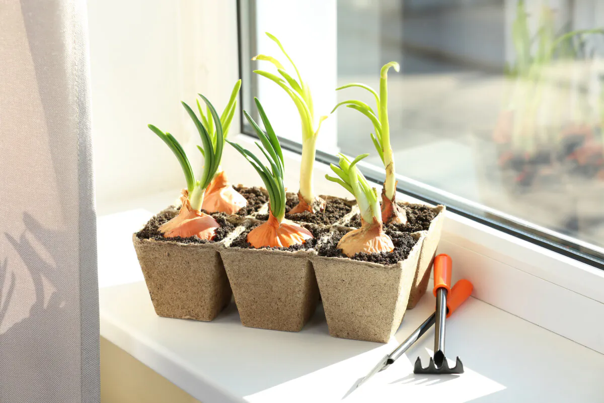 You need large windows for sufficient sunlight to grow vegetables indoors. (Africa Studio/Shutterstock)