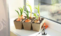An Indoor Vegetable Gardening Checklist