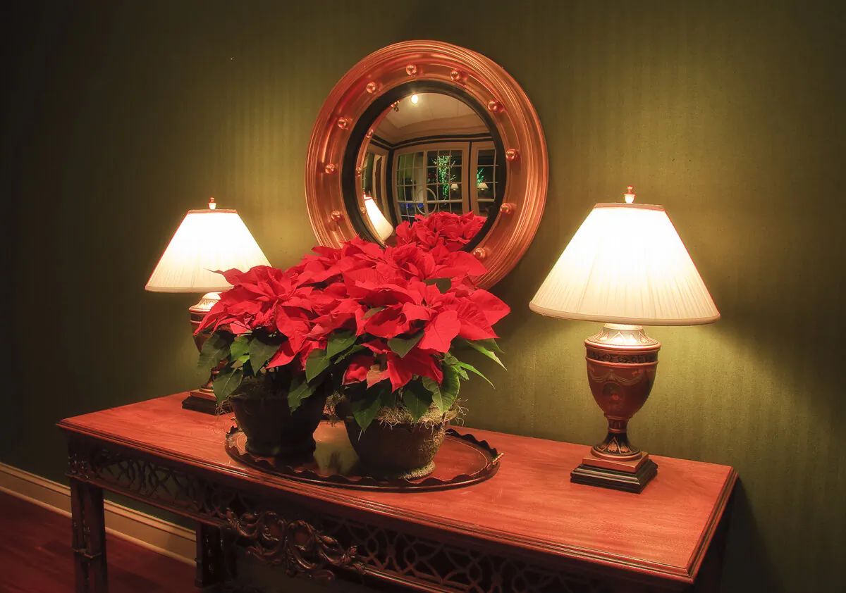 Poinsettias are available in a variety of colors including white, pink, hot pink, yellow, peach, marbled and speckled. (Dreamstime/TNS)
